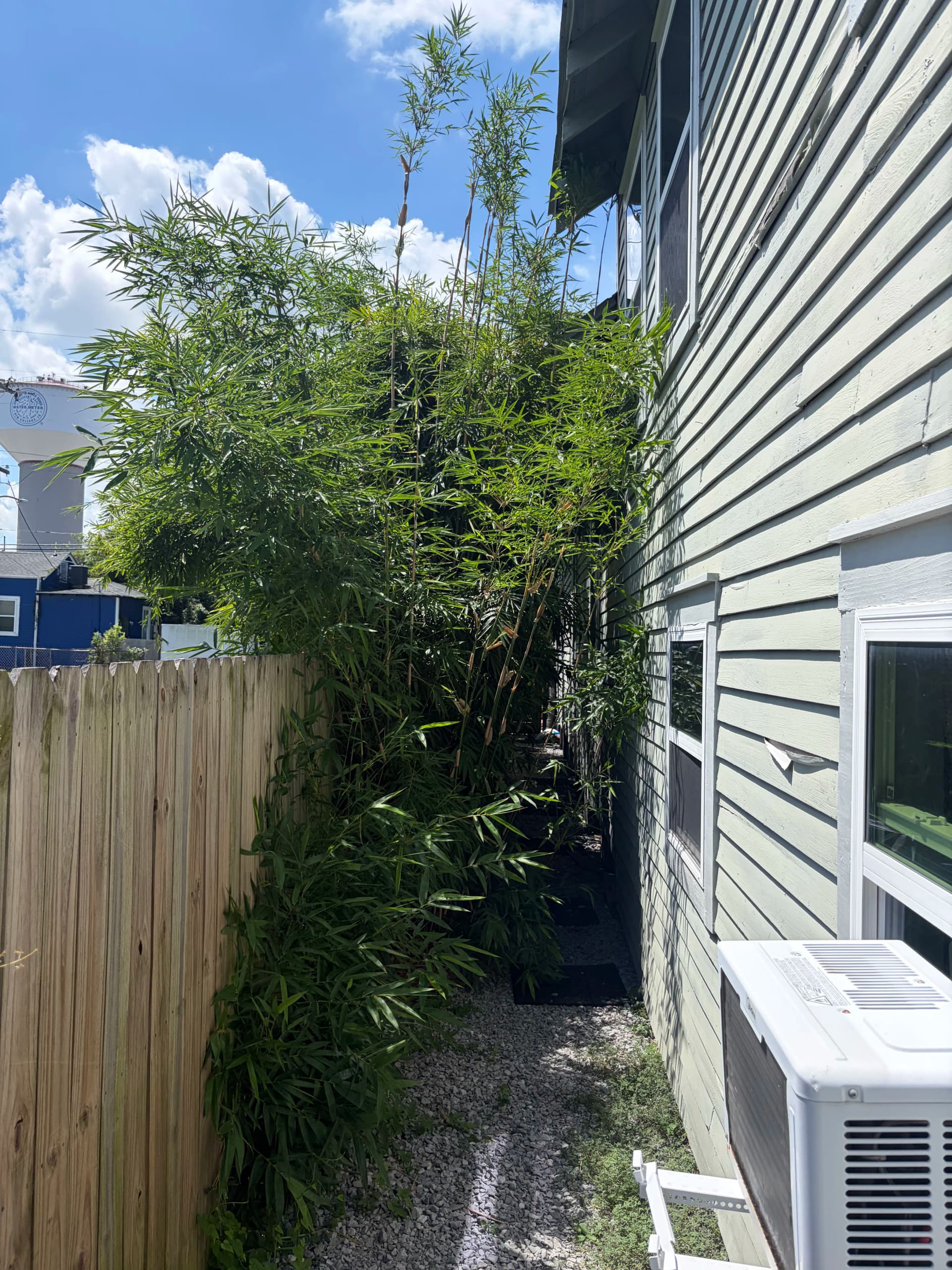 Gallery photos for Overgrown Bamboo and Hedge Trimming Done Right: Image #2