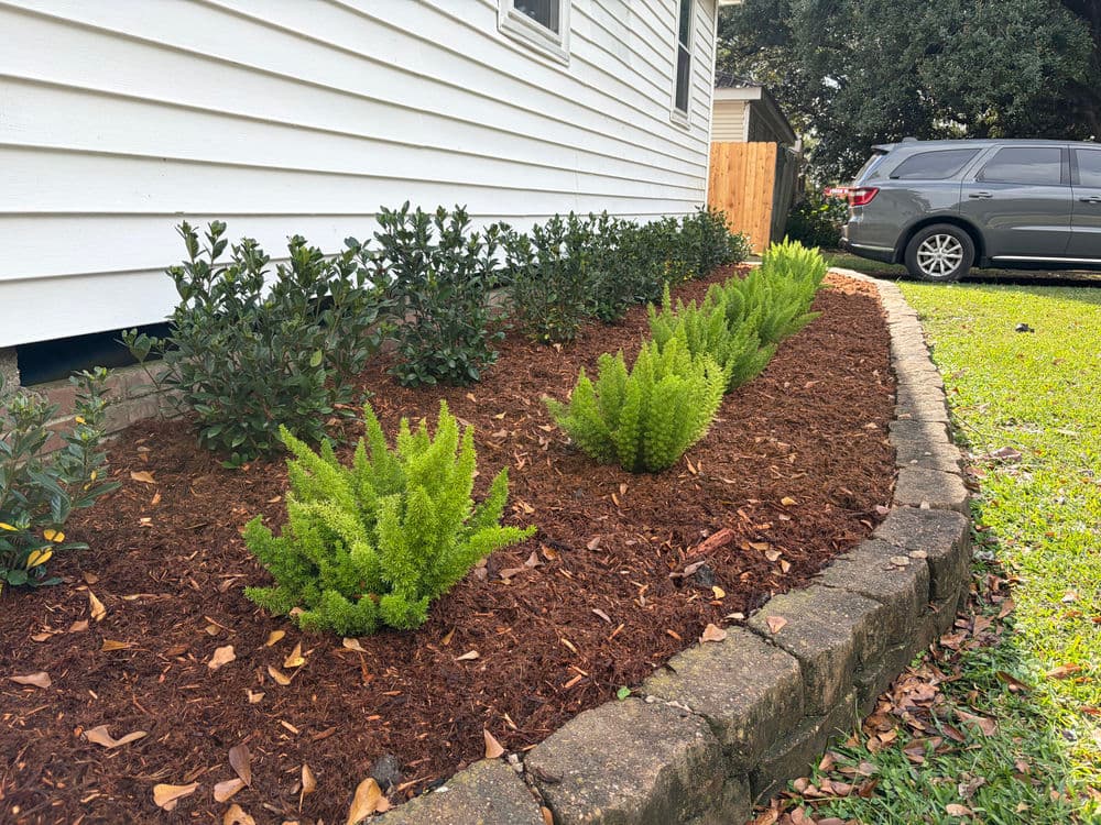 Lush green ferns and shrubs in a landscaped garden bed against a white house exterior.
